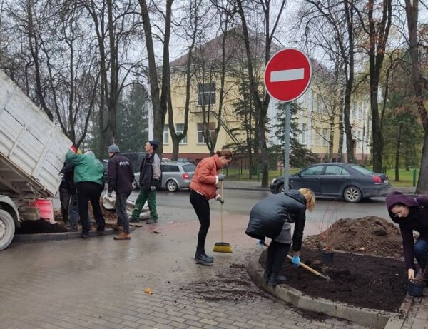 Biržuose pasodinta lanksvų