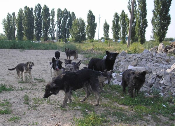 Sugauti Smilgių kaimo gyventojus neraminę sulaukėję šunys