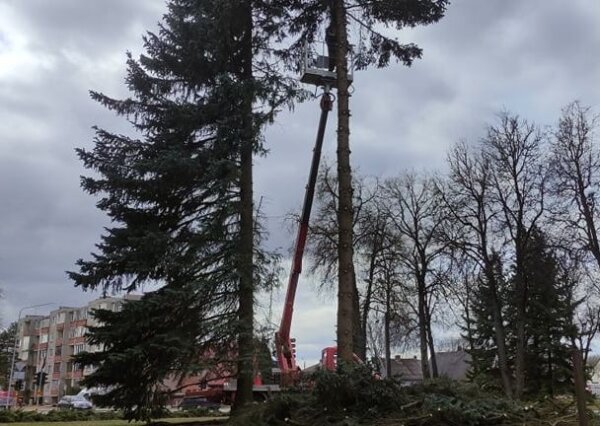 Pašalintos dvi miesto centre pavojų kėlusios eglės