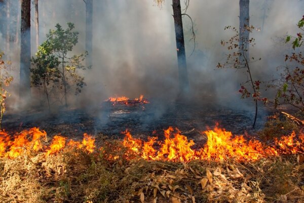 Žolės deginimas – žala gamtai, žmonėms ir jų turtui