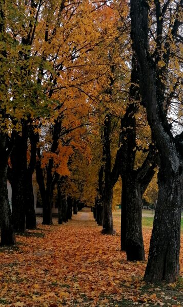 Kviečiame į rudeninę lapų grėbimo talką